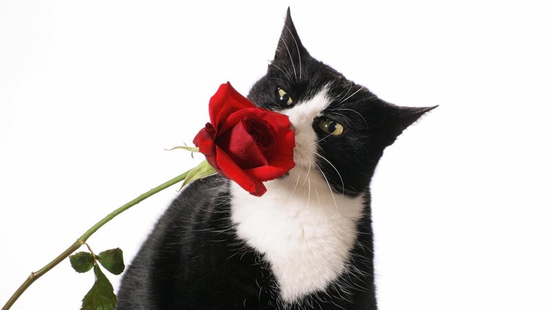 cat with red rose
