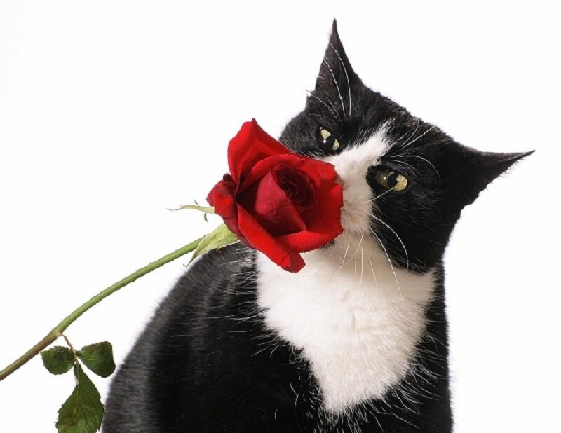 cat with red rose
