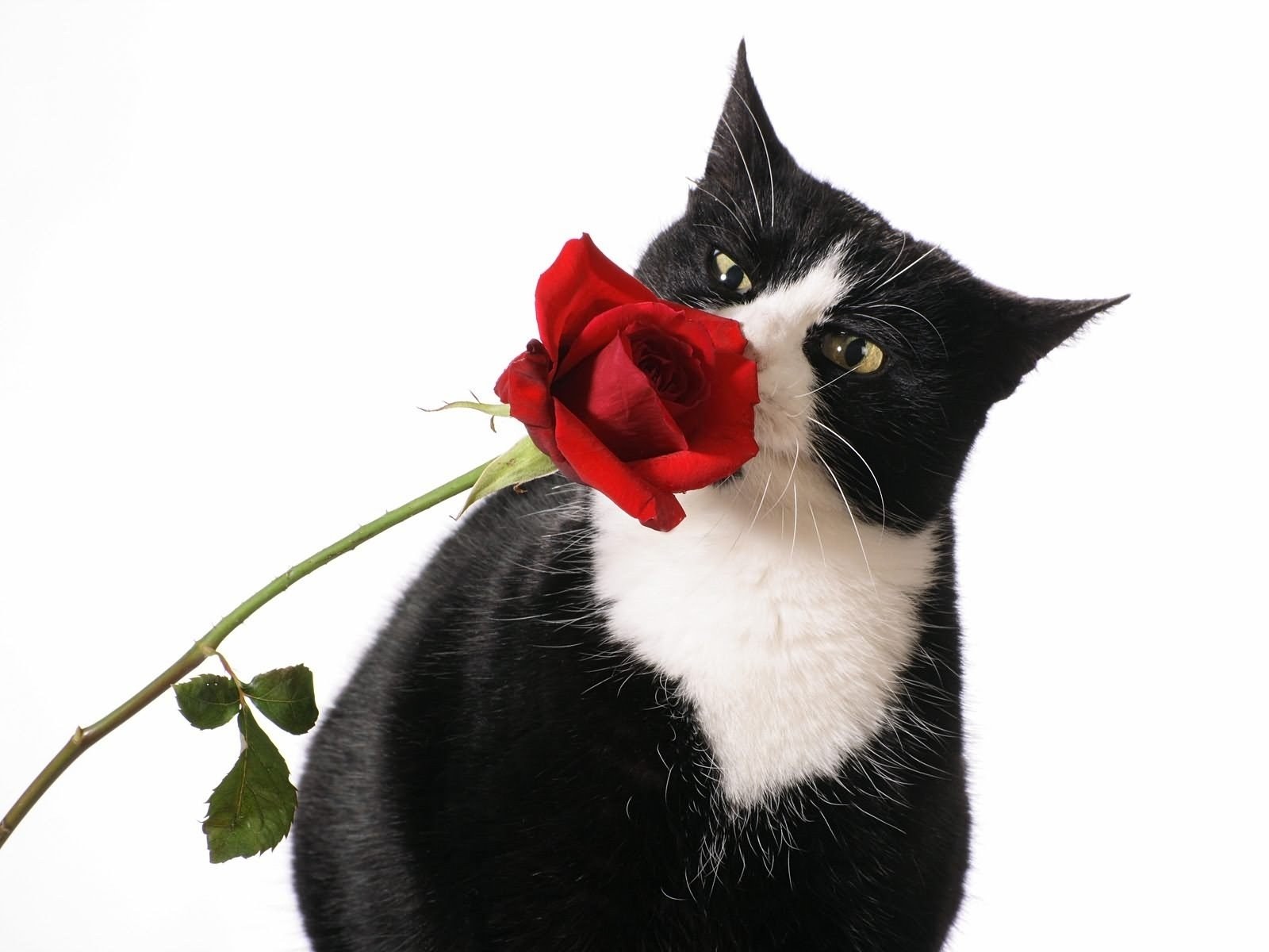 cat with red rose