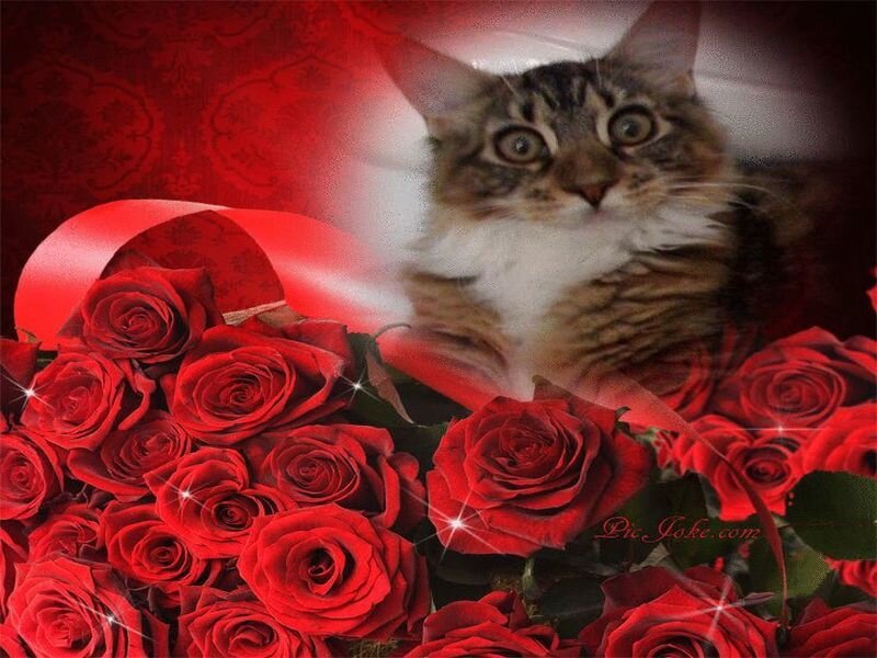cat with red roses