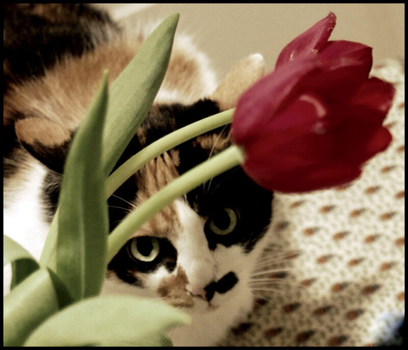 cat with red tulip