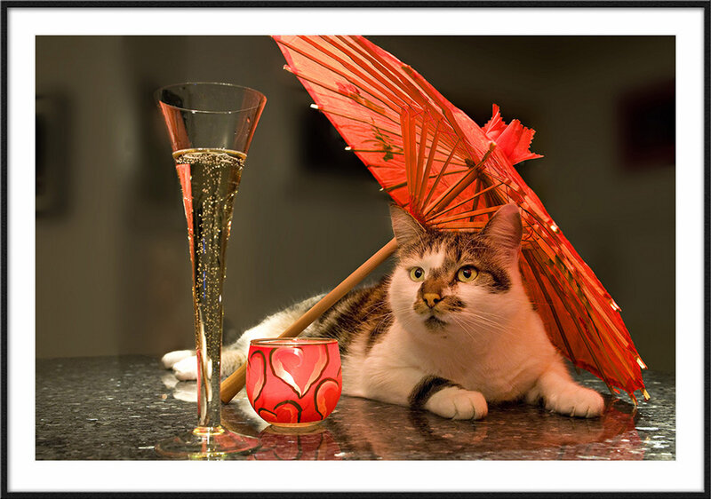 Cat with Red Umbrella