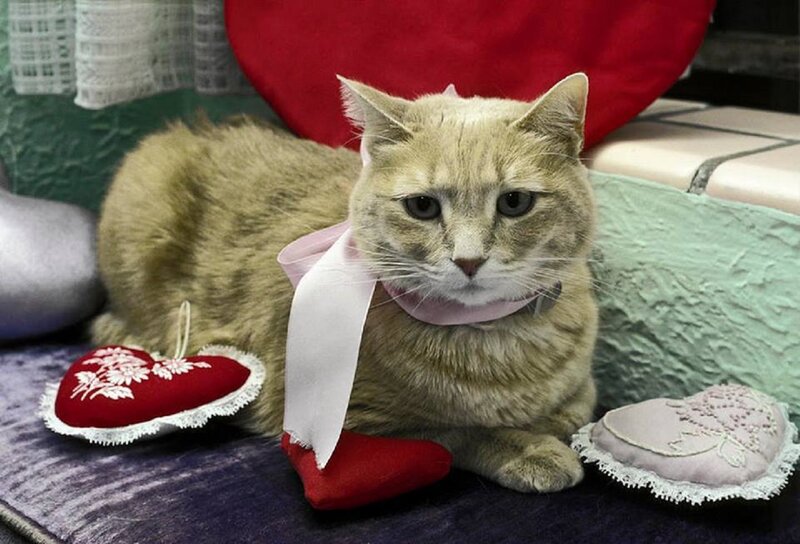 Cat with Ribbon