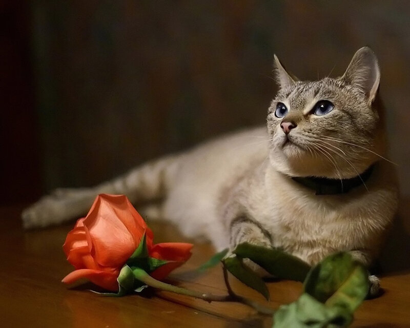 Cat with Rose — Brown