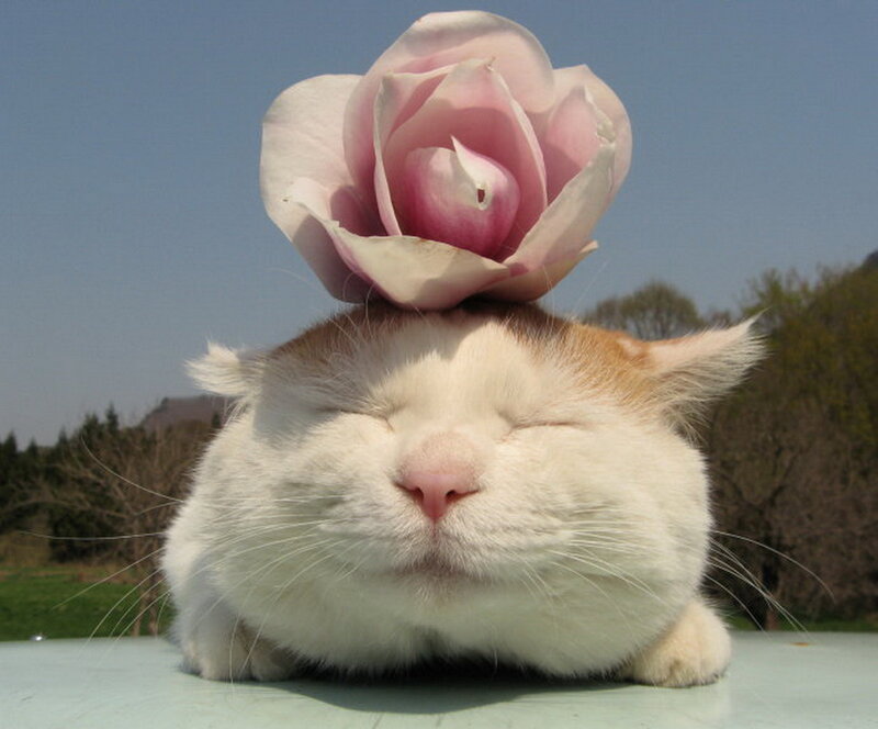 Cat with Rose on Head