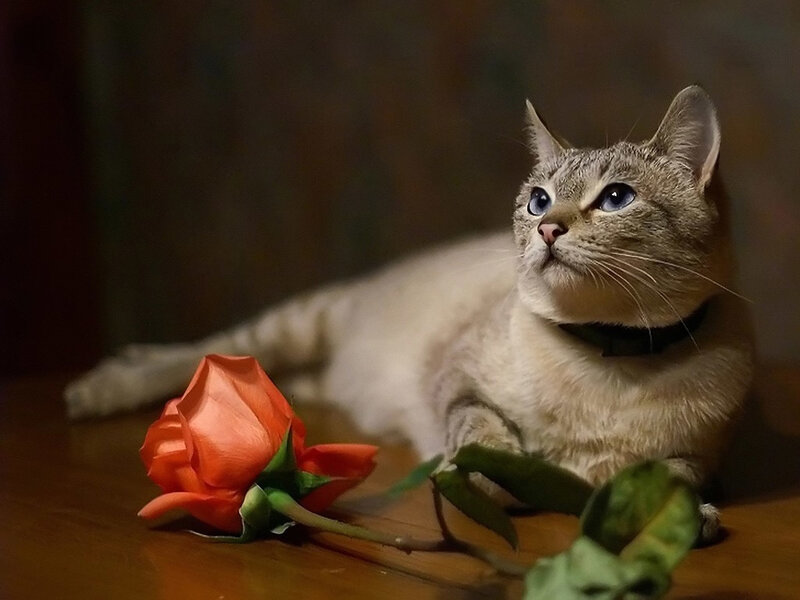 cat with rose on wooden table