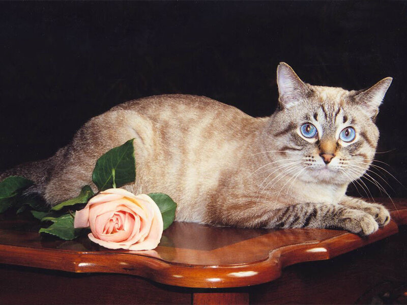 Cat with Rose