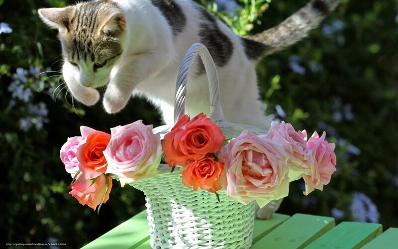 cat with roses in basket