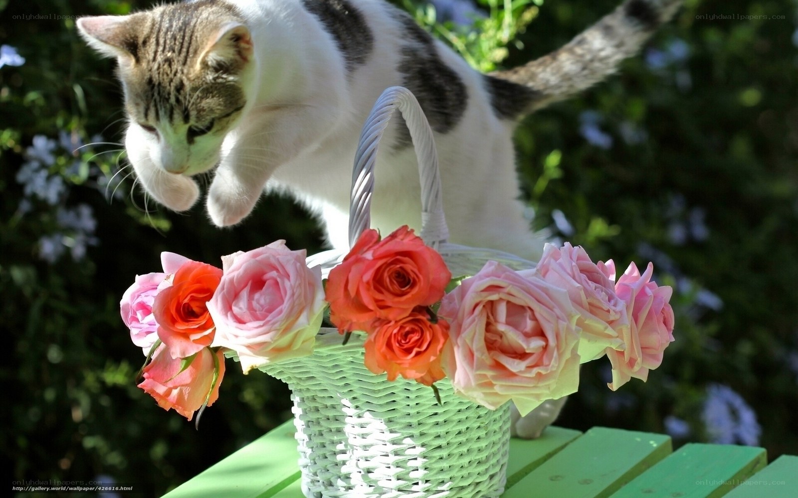cat with roses in basket