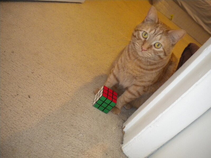 cat with rubik's cube