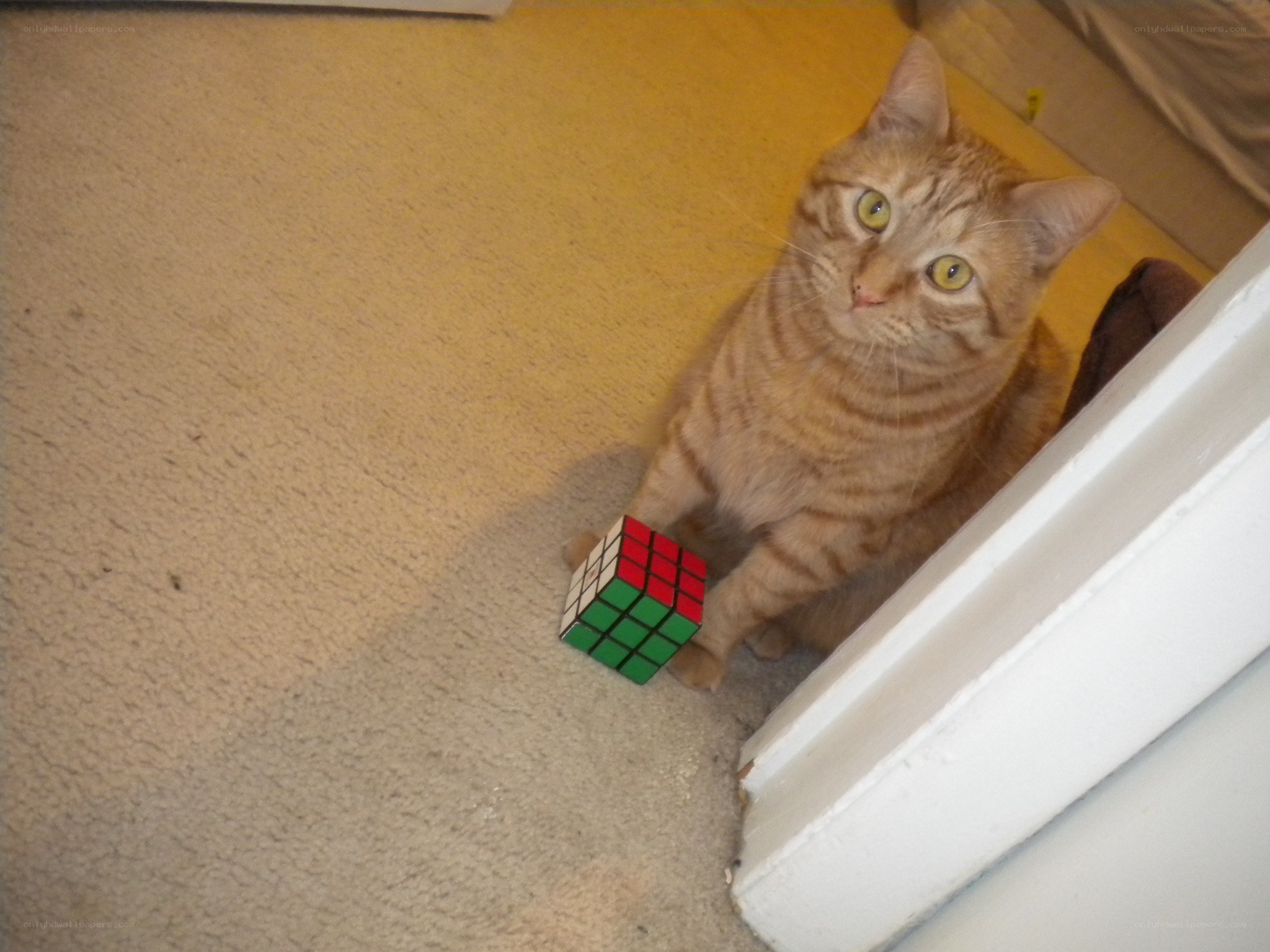 cat with rubik's cube
