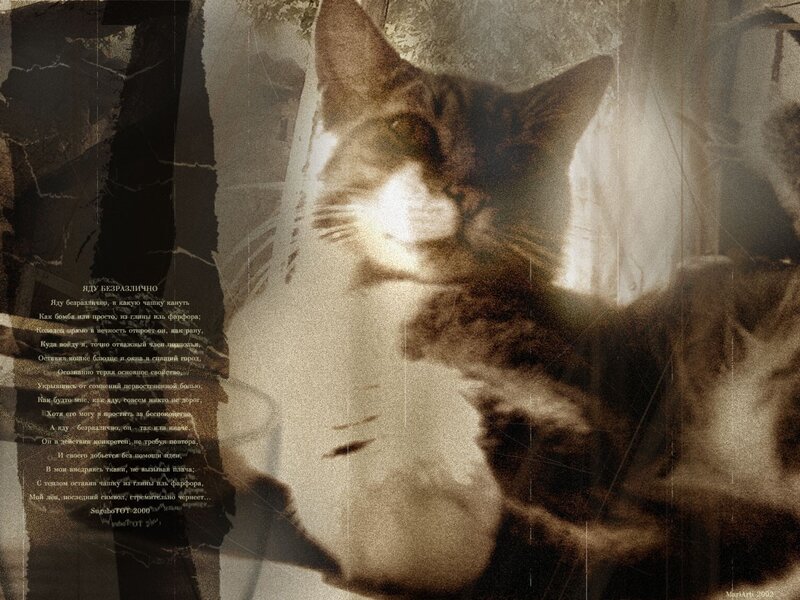 Cat with Russian poem