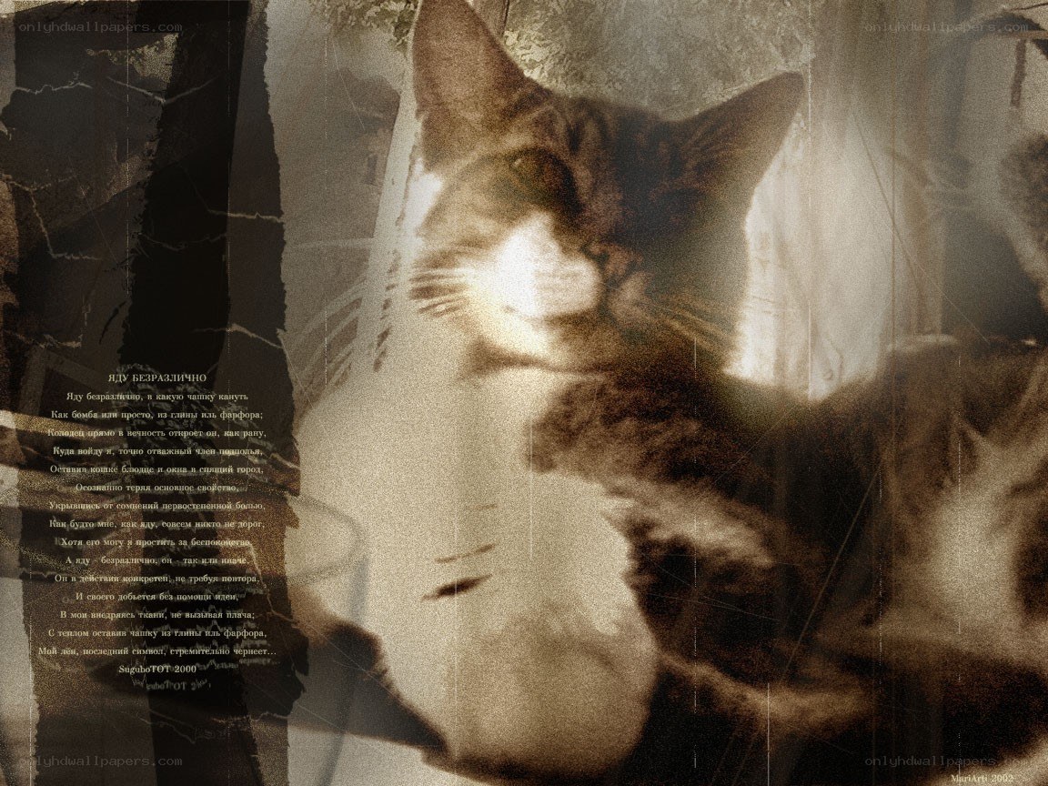 Cat with Russian poem