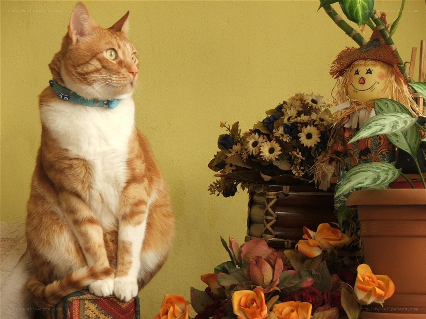 Cat with scarecrow and flowers