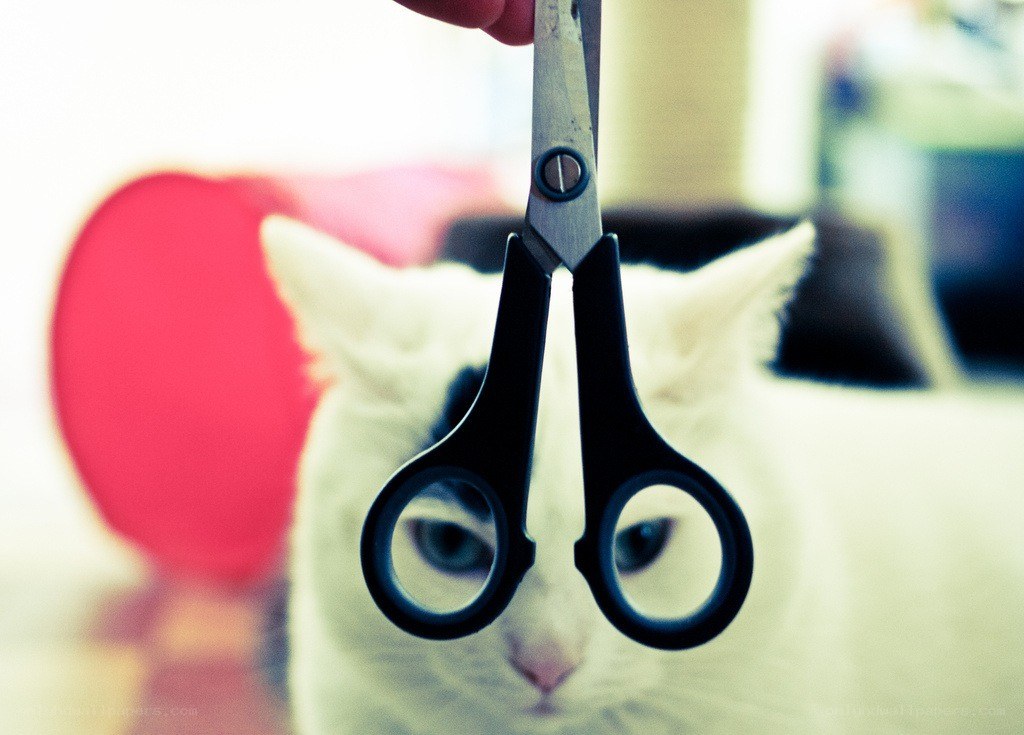 Cat with scissors in front of face