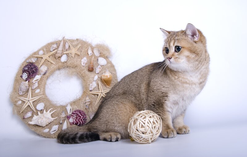 cat with seashell wreath