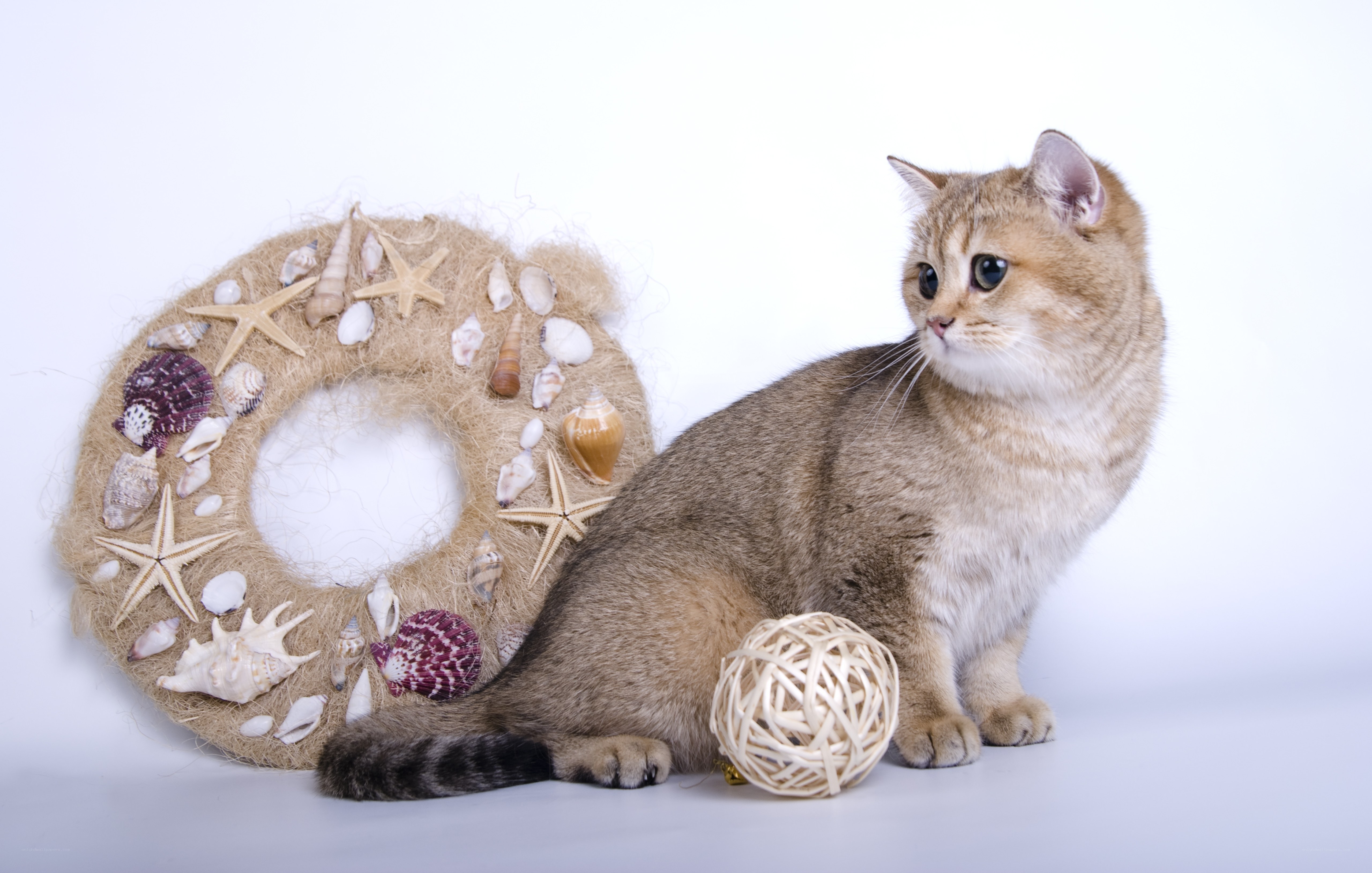 cat with seashell wreath
