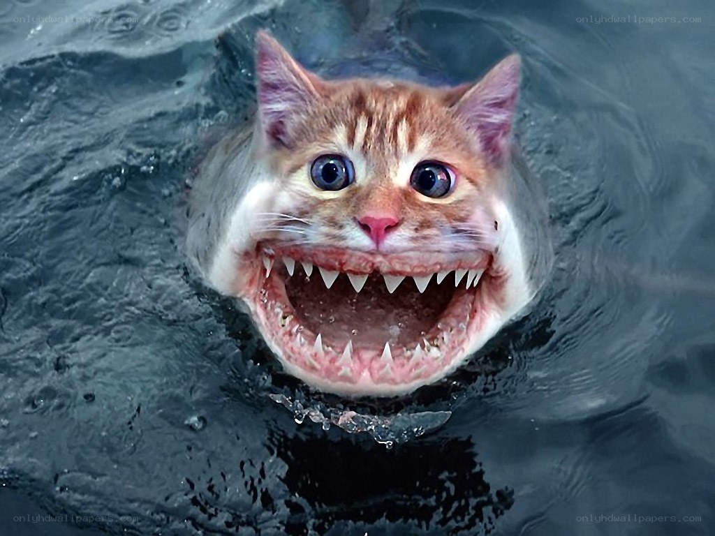 cat with shark teeth in water