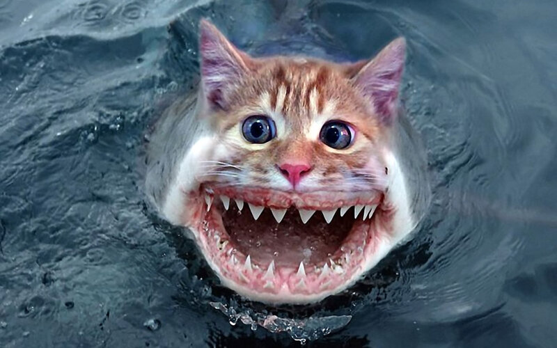 Cat with Shark Teeth
