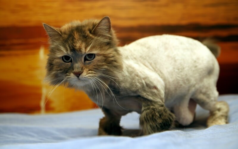 cat with shaved body