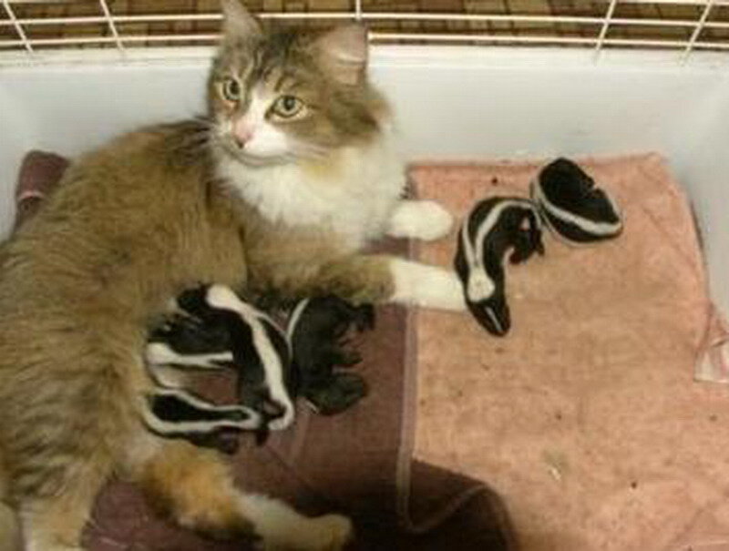 Cat with Skunk Kits