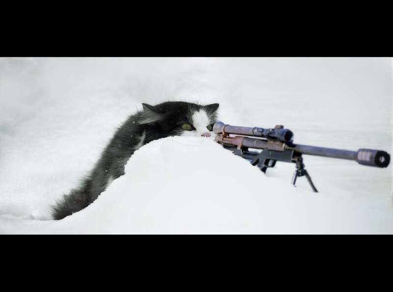 cat with sniper rifle in snow