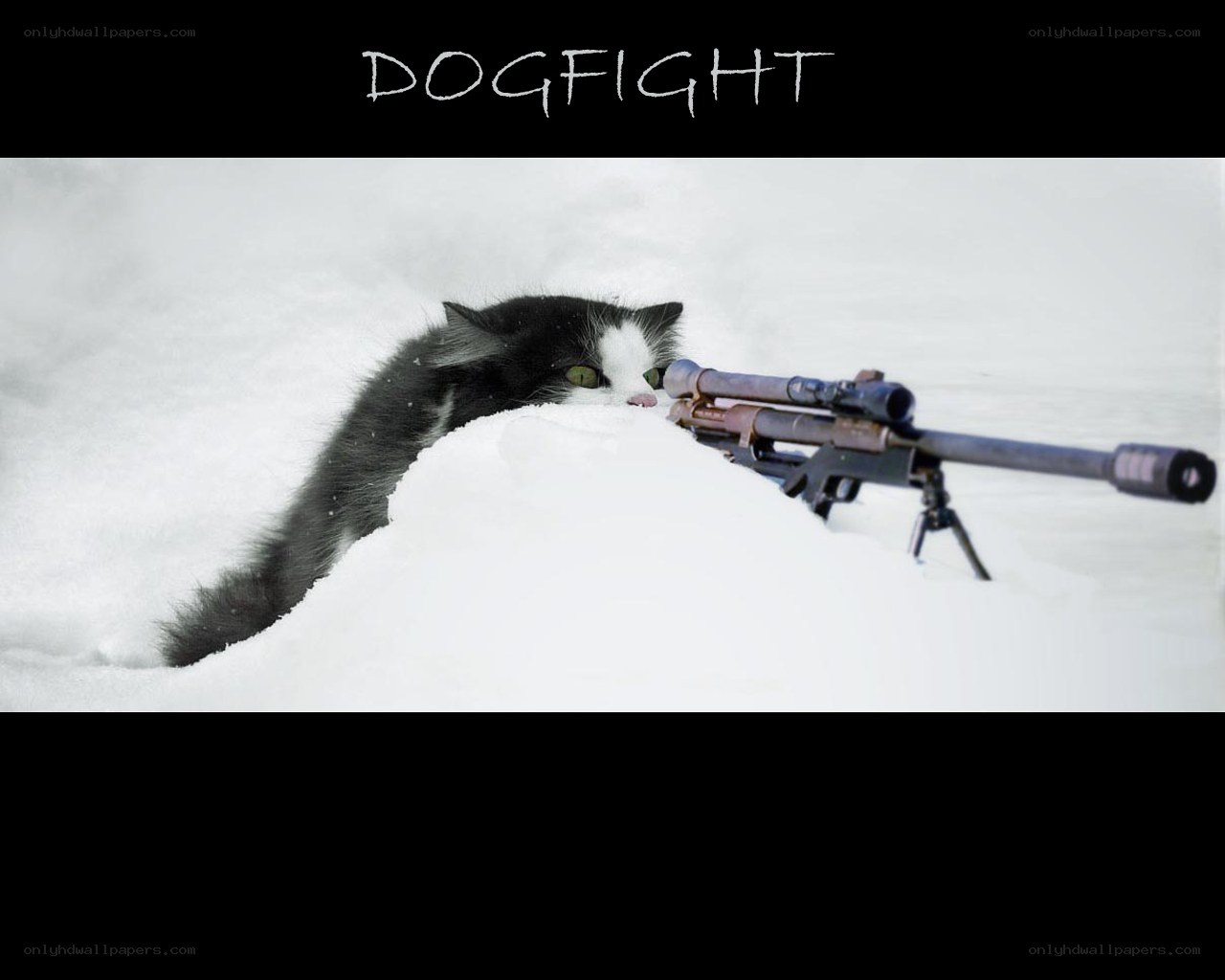cat with sniper rifle