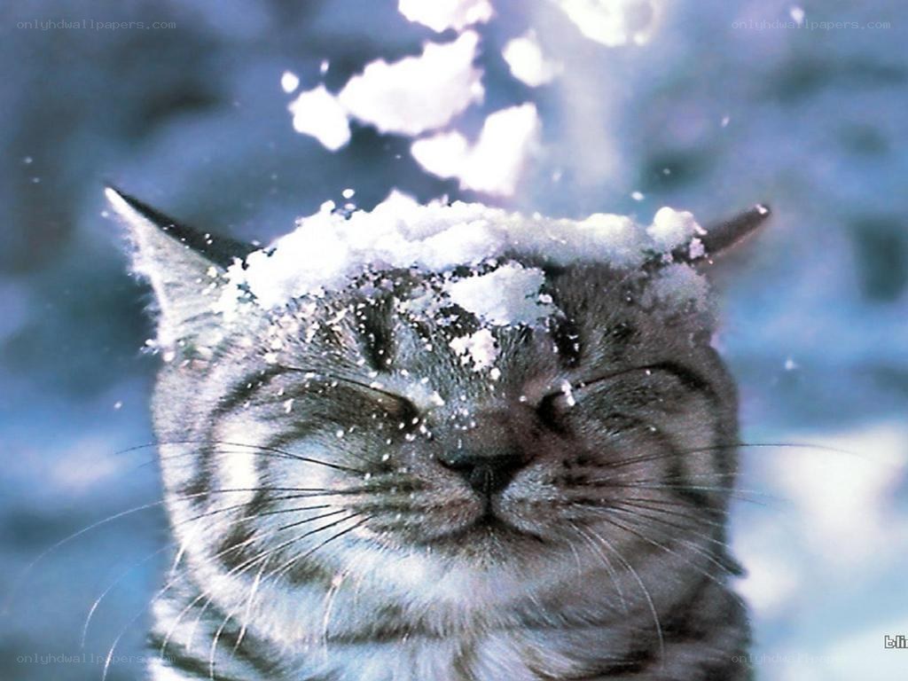 cat with snow on head