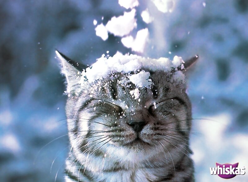 cat with snow on head