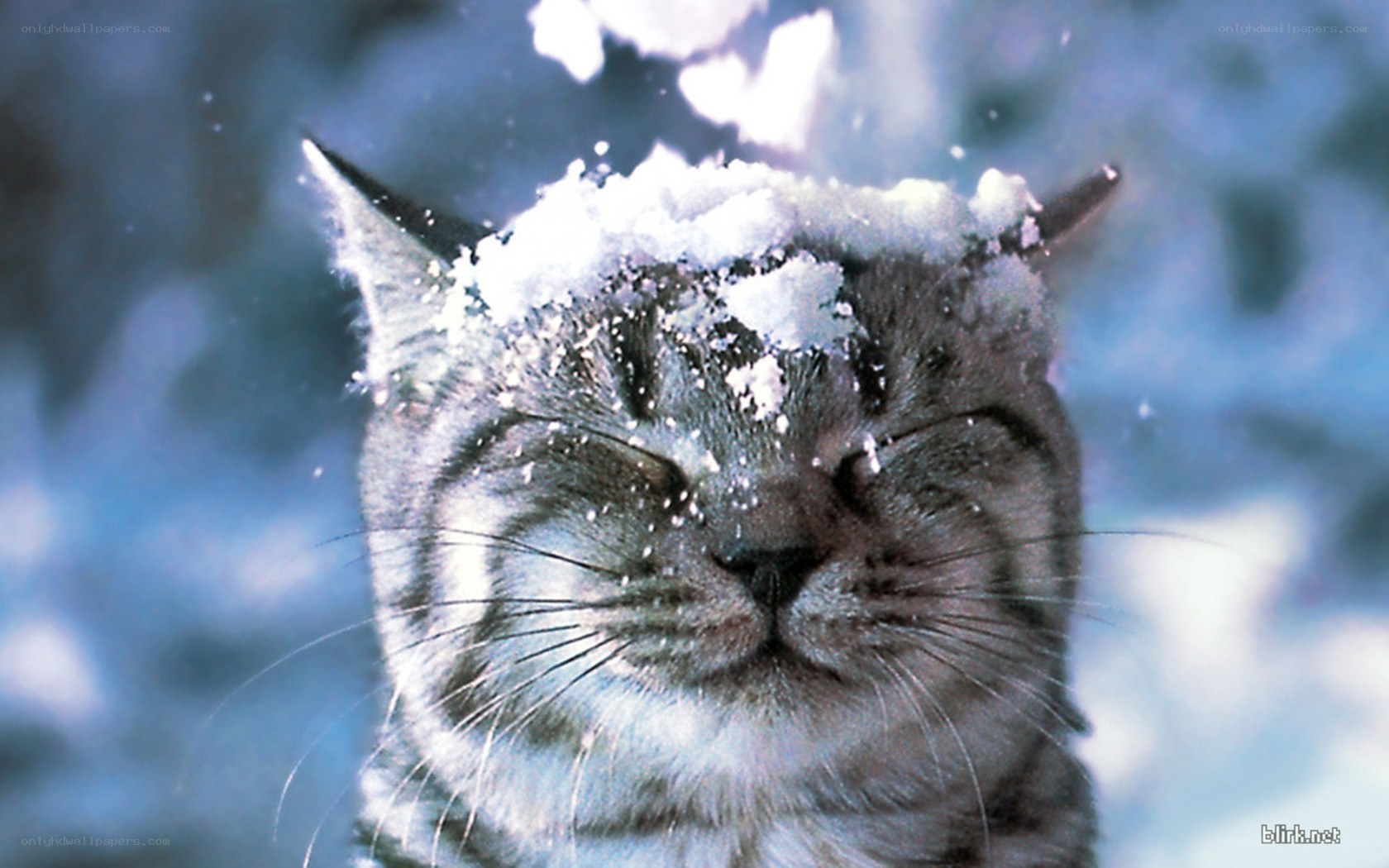 cat with snow on head