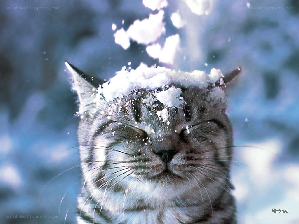cat with snow on head