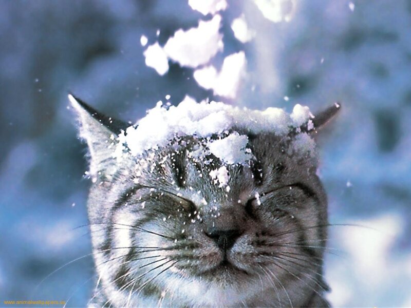 Cat with Snow on Head — Gray