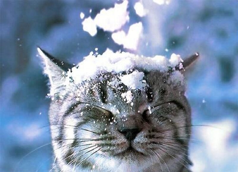 Cat with Snow on Head — White