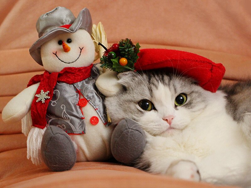 Cat with Snowman Toy