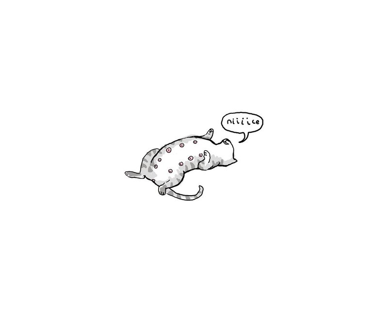 cat with spots