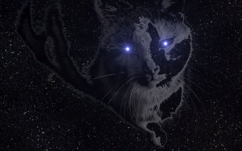 Cat with Starry Eyes — Black