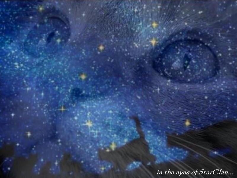 Cat with Starry Eyes