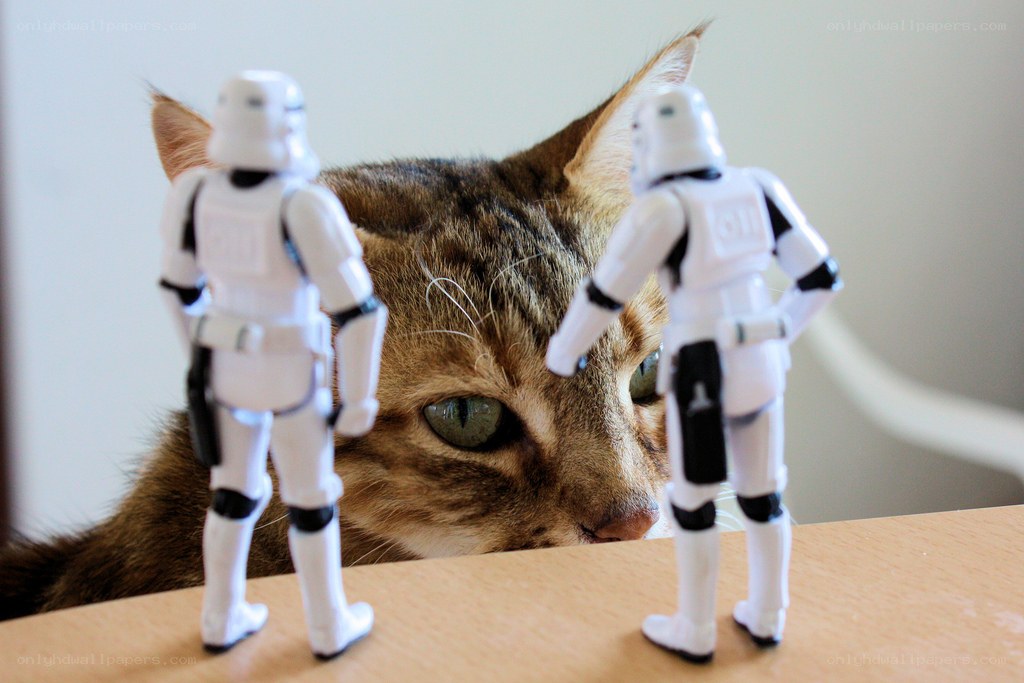 cat with stormtrooper toys