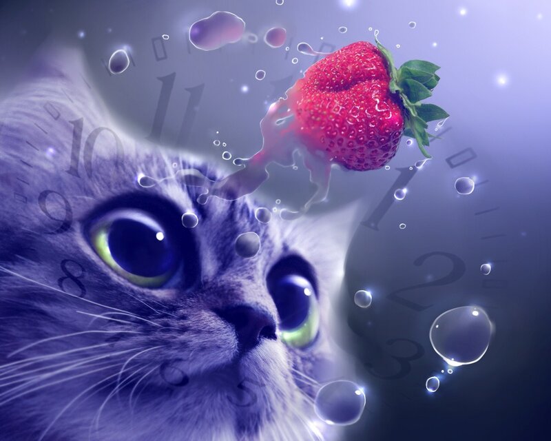 cat with strawberry and clock