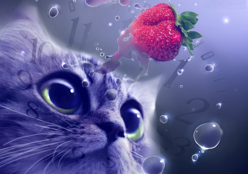Cat with Strawberry — Purple