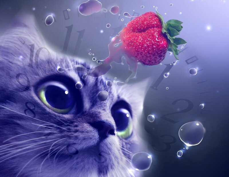 Cat with Strawberry
