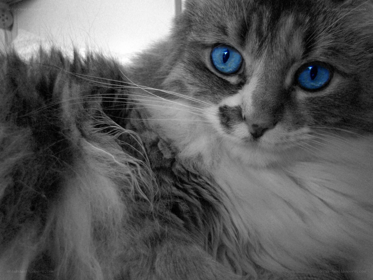 cat with striking blue eyes
