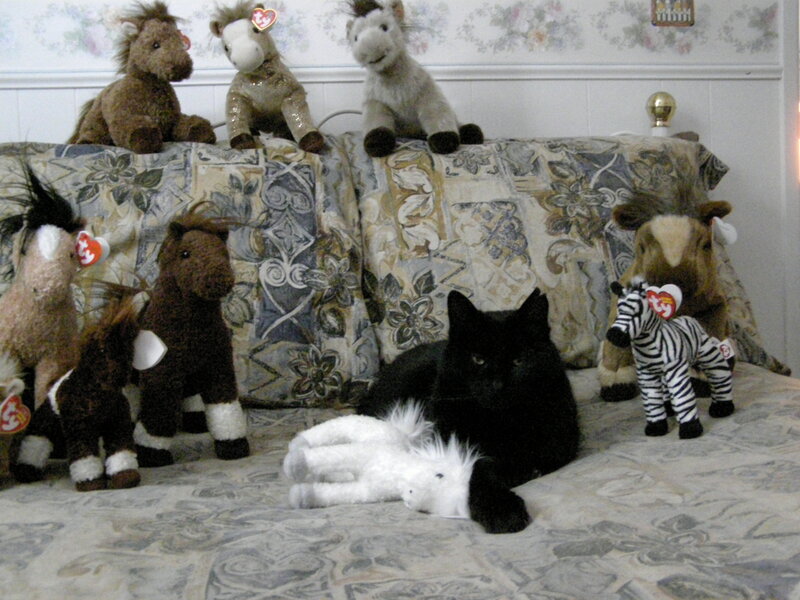 cat with stuffed animals