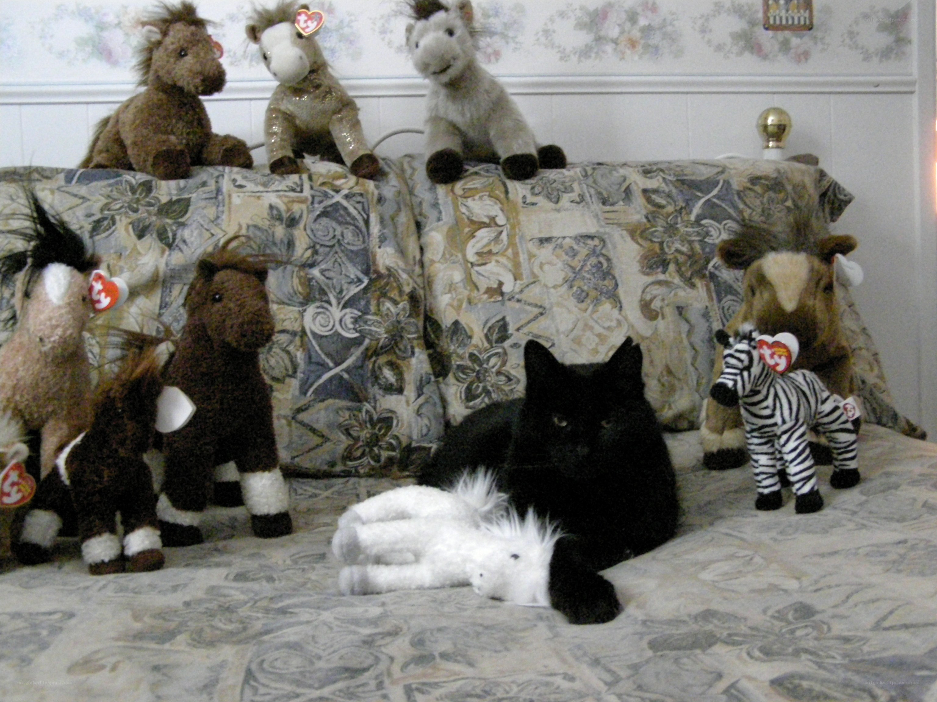 cat with stuffed animals