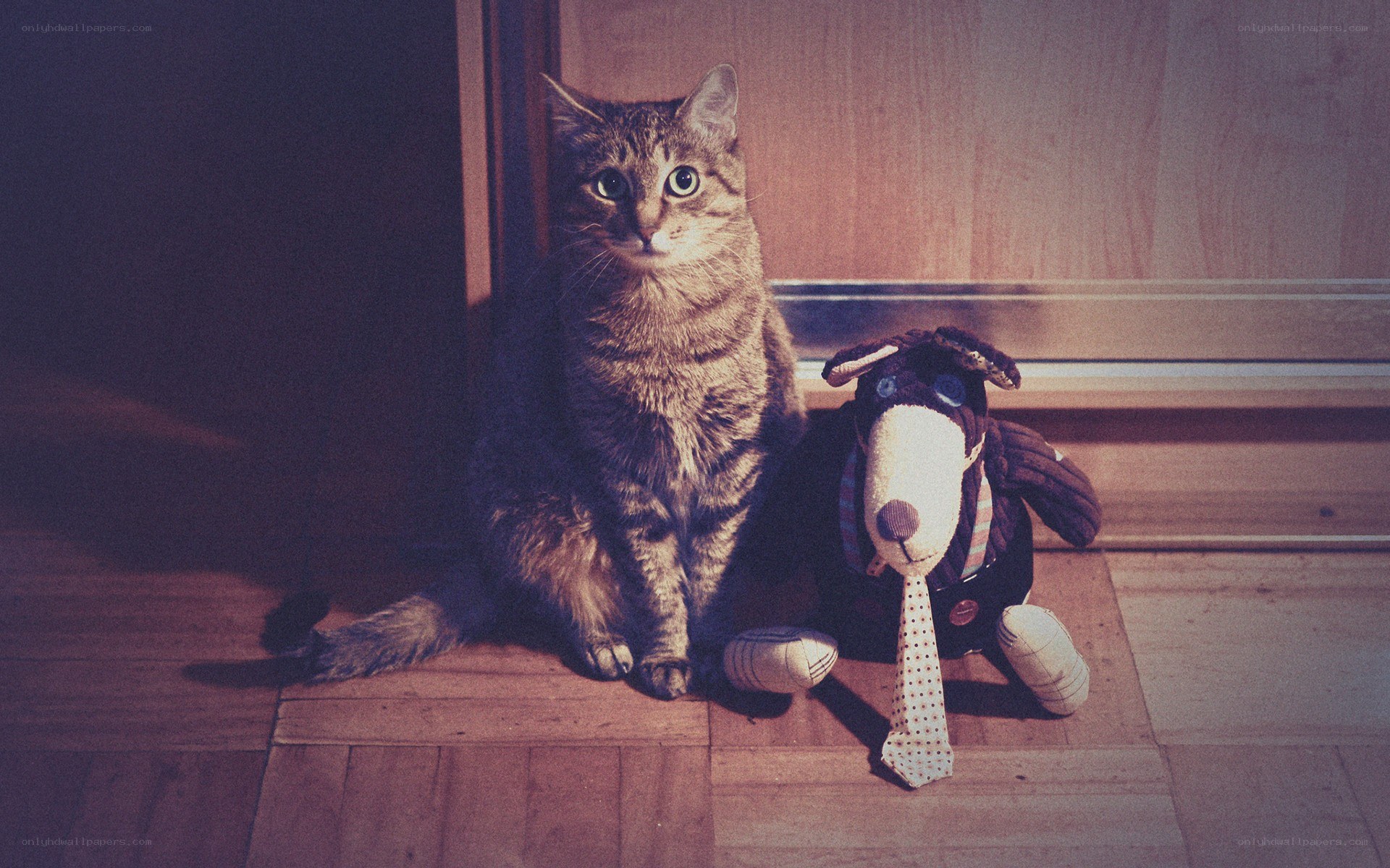 cat with stuffed dog toy