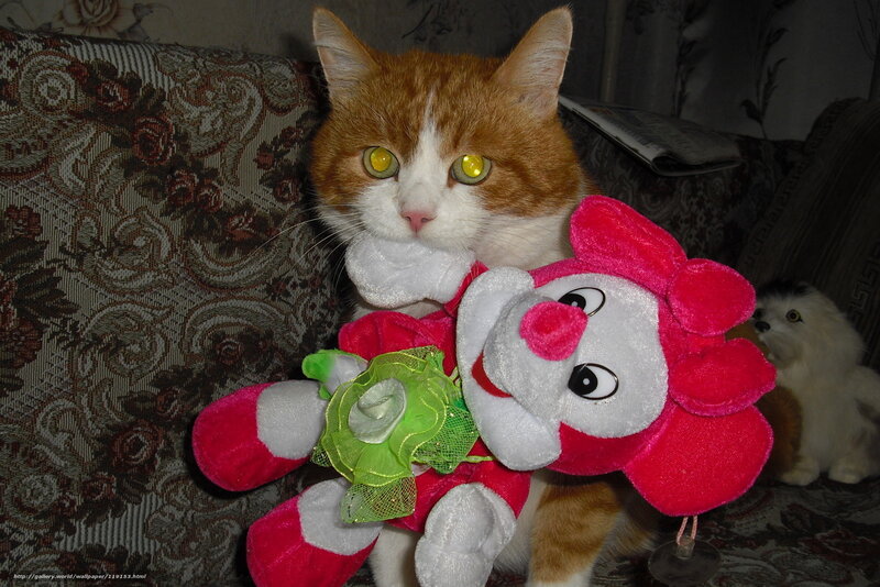 cat with stuffed toy
