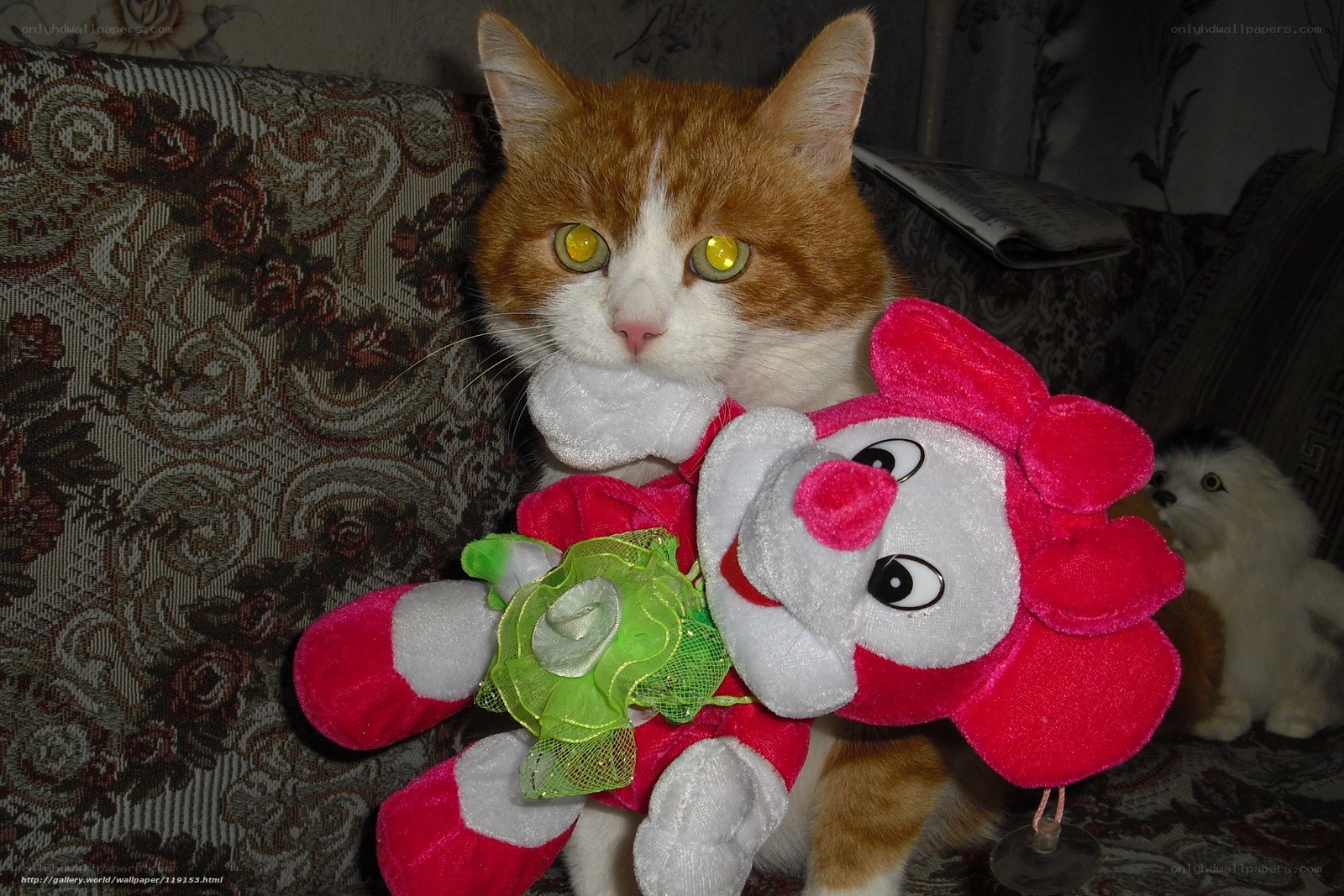 cat with stuffed toy