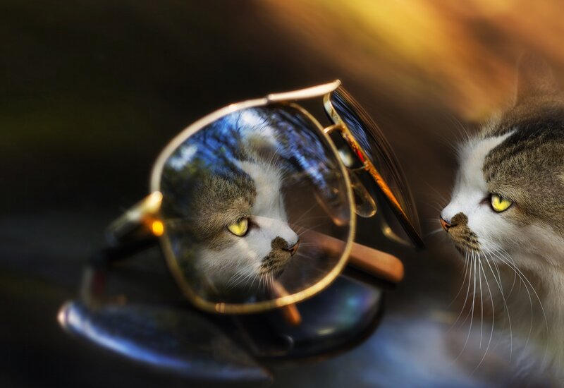Cat with Sunglasses
