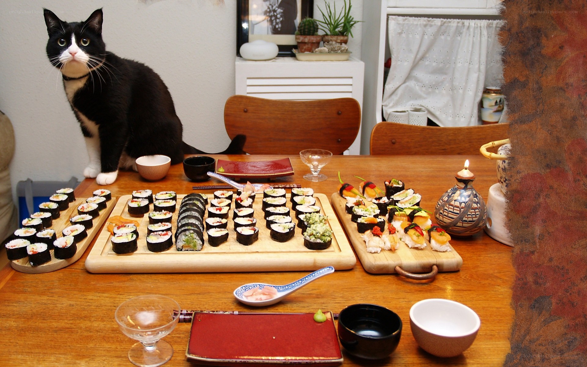 cat with sushi platters