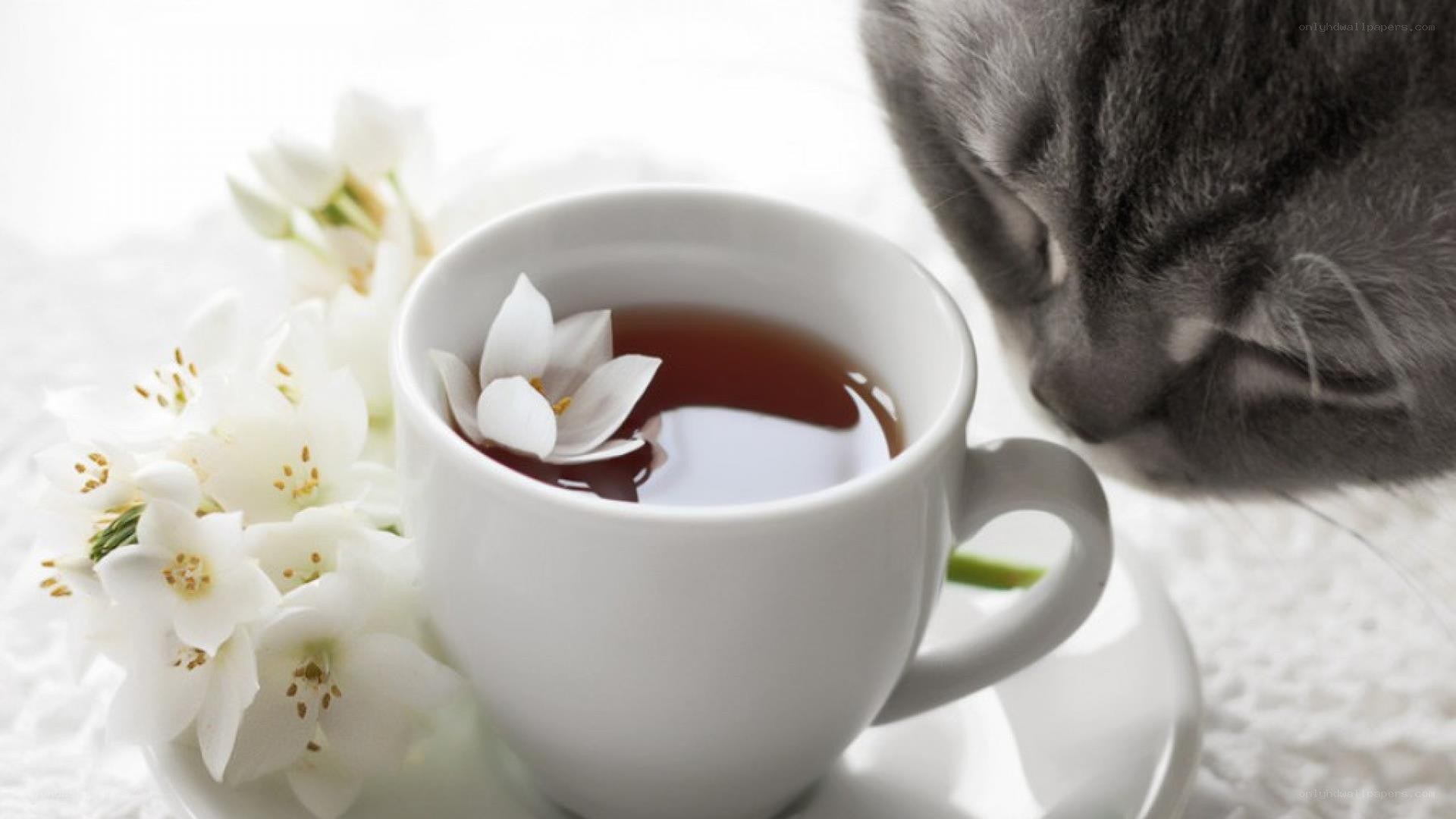 cat with tea and flowers